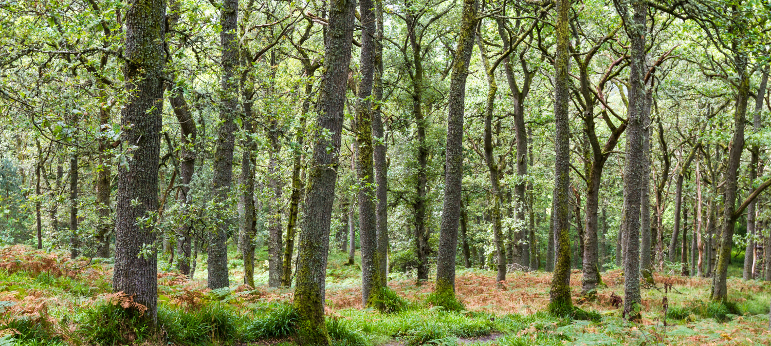 Border Forest Trust Driving Community Engagement And Environmental Border Forest Trust Driving Community Engagement And Environmental
